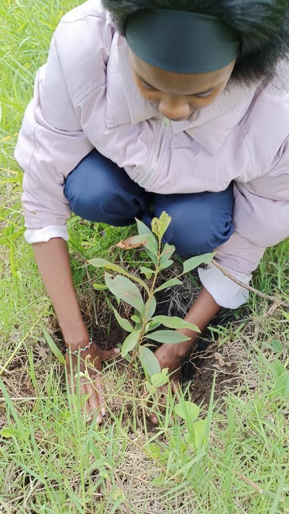 Christabel Kisang's post on Goodwall - I pllanted both tree Eucalyptus ...