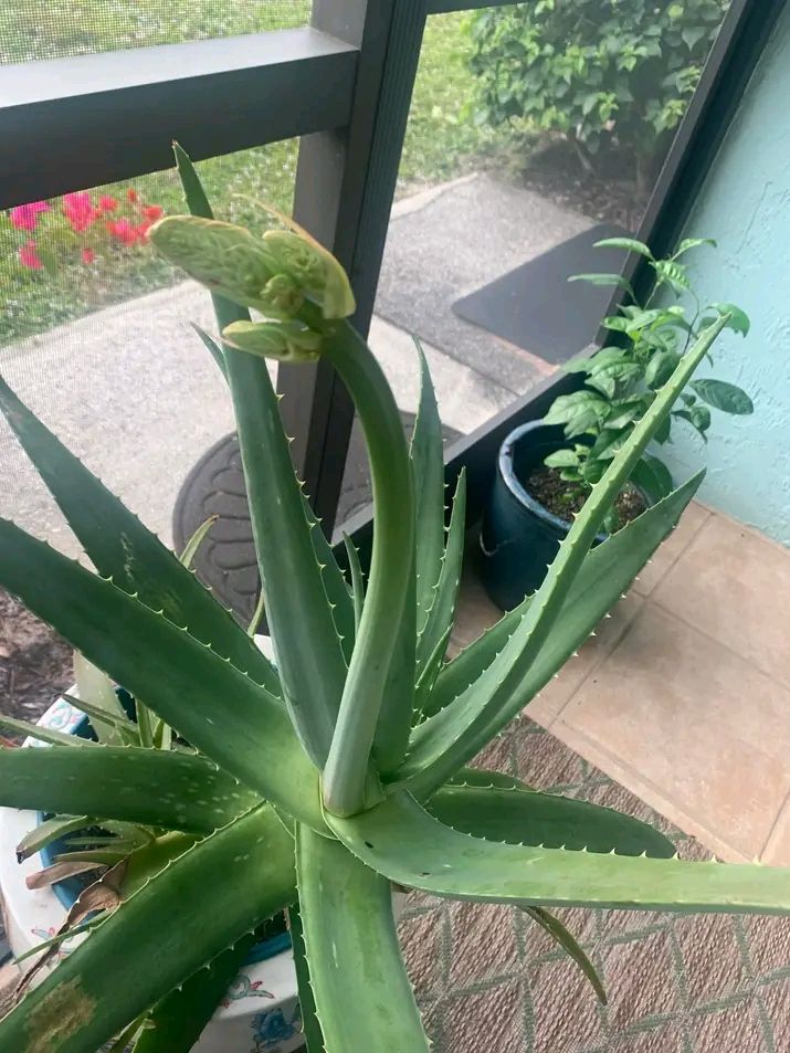 Nokuthula Ngcane's post on Goodwall The Aloe Vera plant is one of the