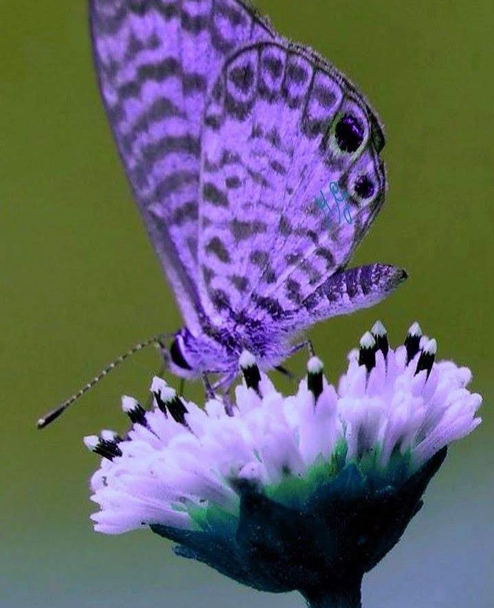 Frank Ablewu's post on Goodwall - The butterfly is an essential part of ...