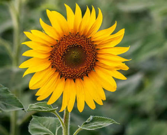 Latoya Prescod's post on Goodwall - This picture of the Sunflower ...