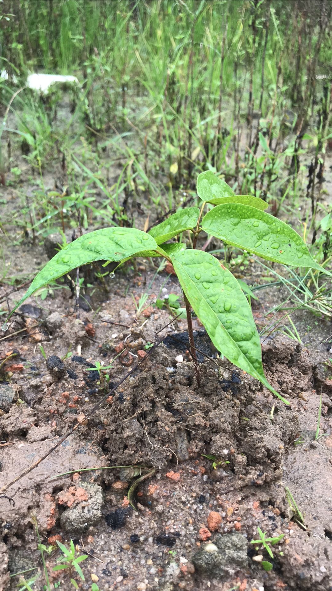 Onyanbo Diete Spiff's post on Goodwall - This is a mango seedling ...
