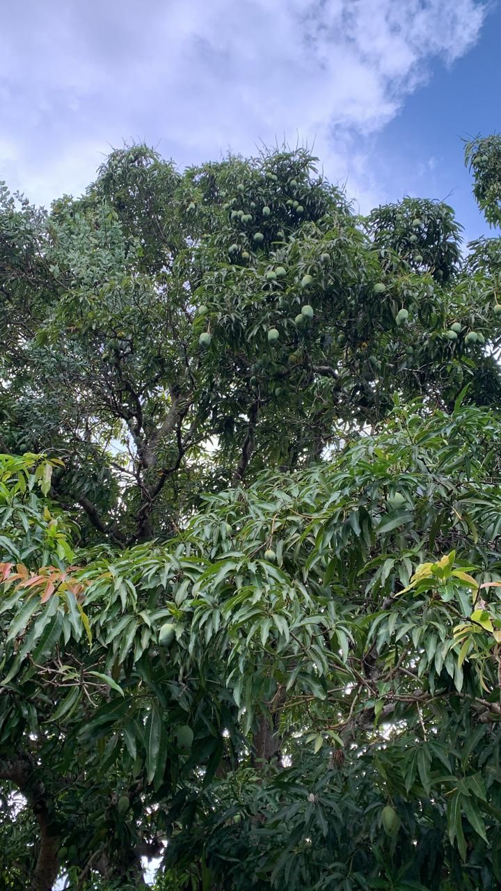 Leandro Leo's post on Goodwall - This is a maga tree that is already ...