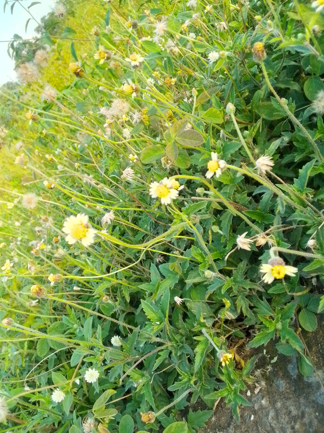 Daniel Odi Eleazar's post on Goodwall - The beauty of plants. This ...