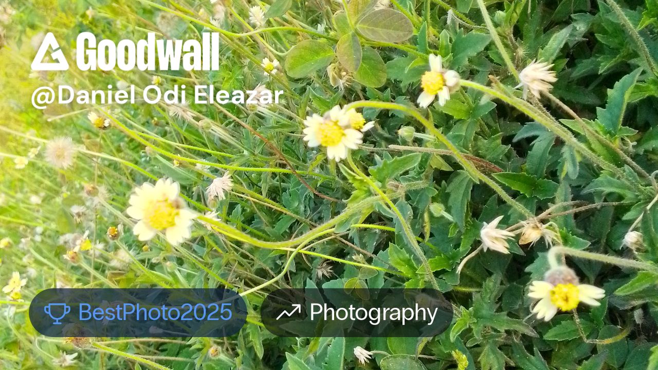 Danielodi Daniel Odi Eleazar's post on Goodwall - The beauty of plants. This ...