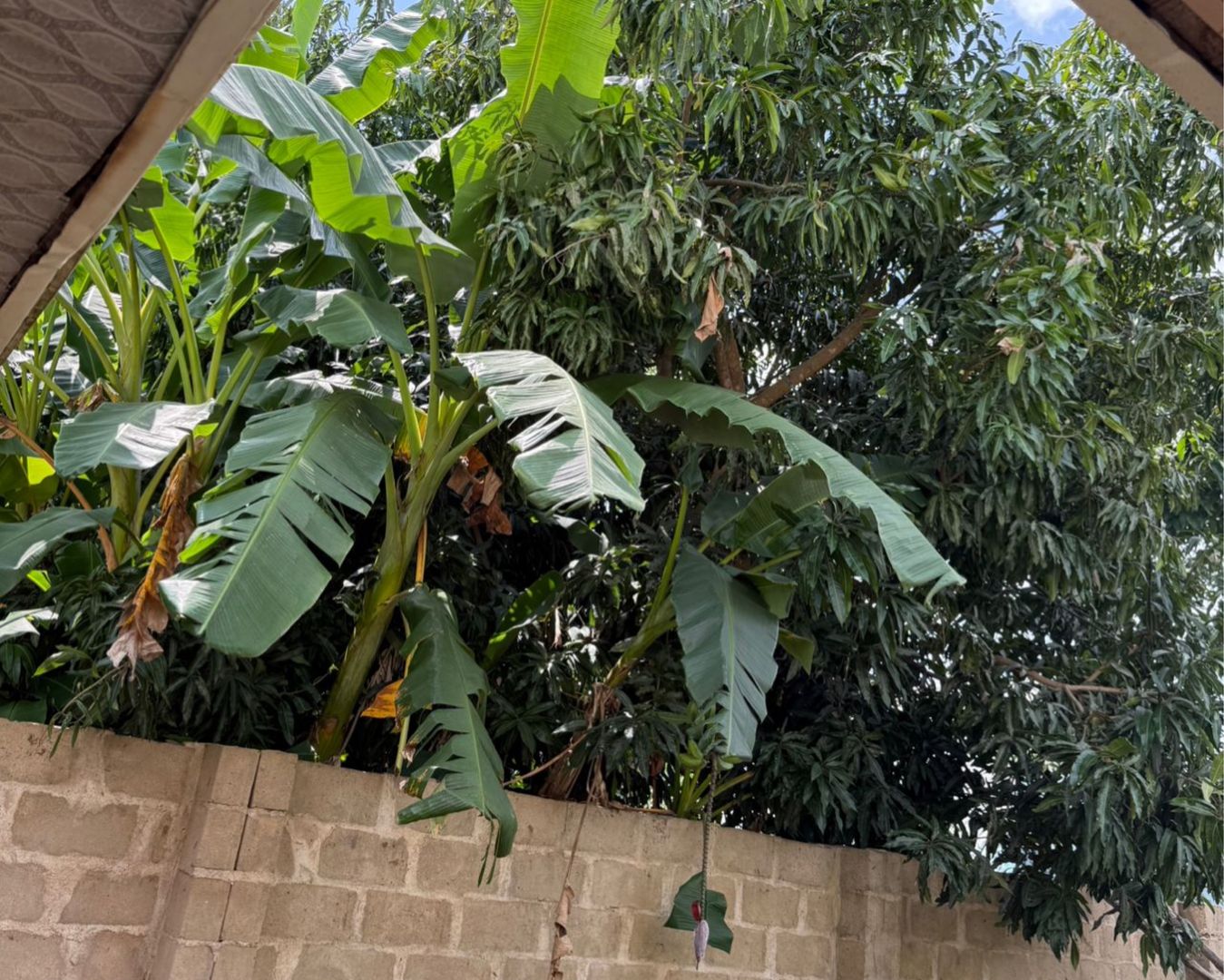 Favour Andrew's post on Goodwall - This is a mango and Banana tree the ...