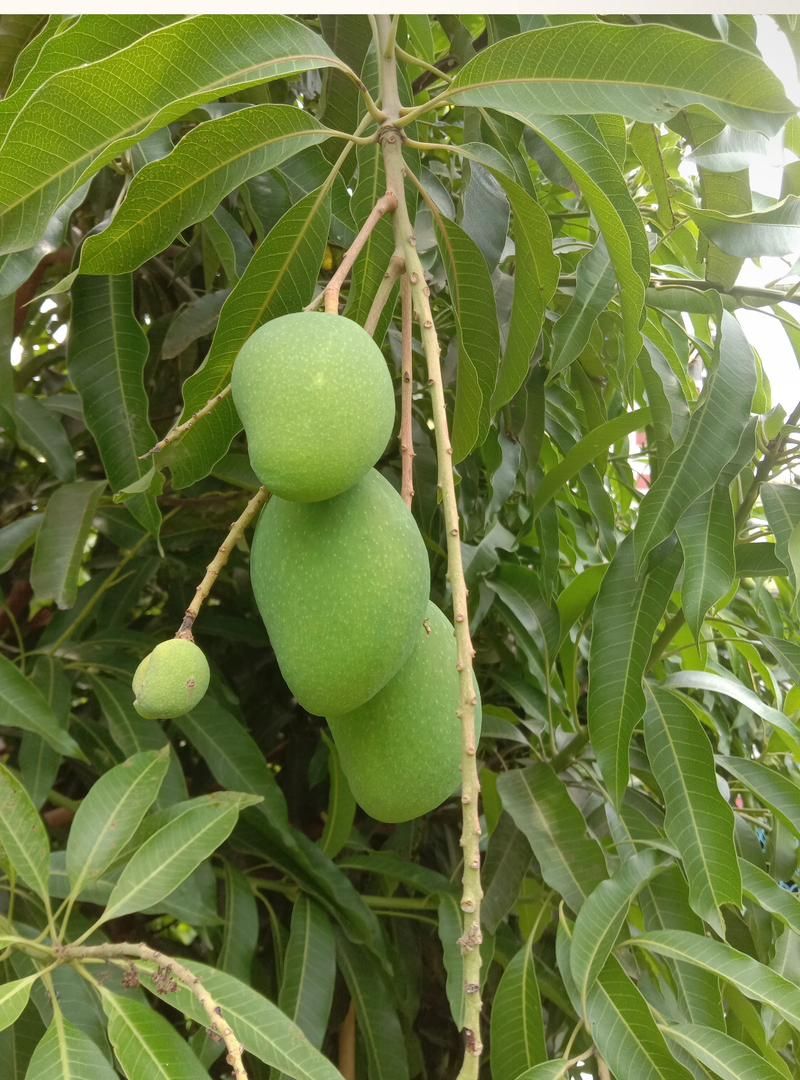 AFOLAYAN FOLASHADE ELIZABETH's post on Goodwall - Mango trees ...