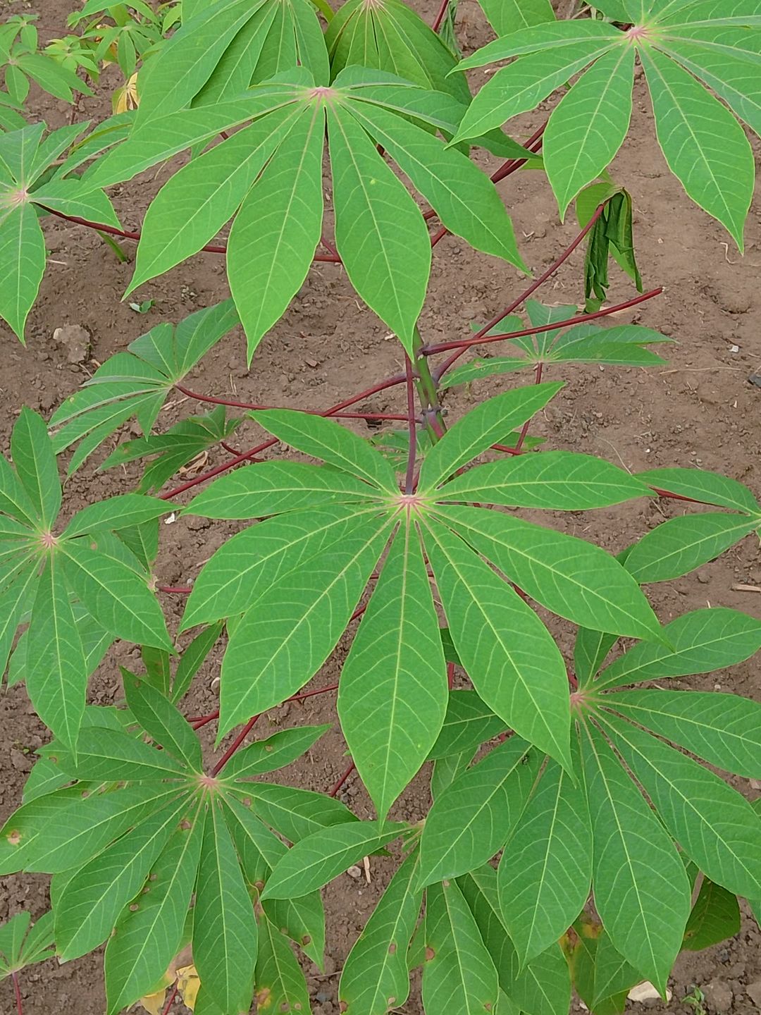Precious Alfred Edema's post on Goodwall - This is a cassava plant 🥰 It ...