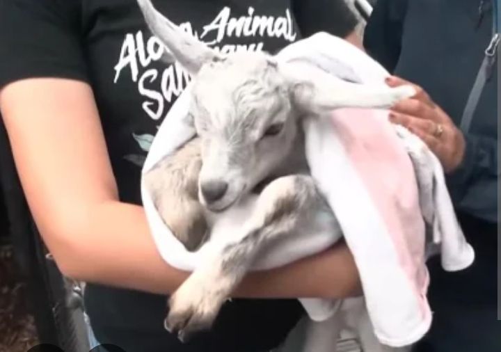 CHACHA EMEKA CHUKWUMA's post on Goodwall - The tiny goat lay shivering ...