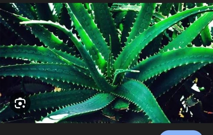 Bello Balikis s Post On Goodwall Aloe Vera Plant This Plant Is 
