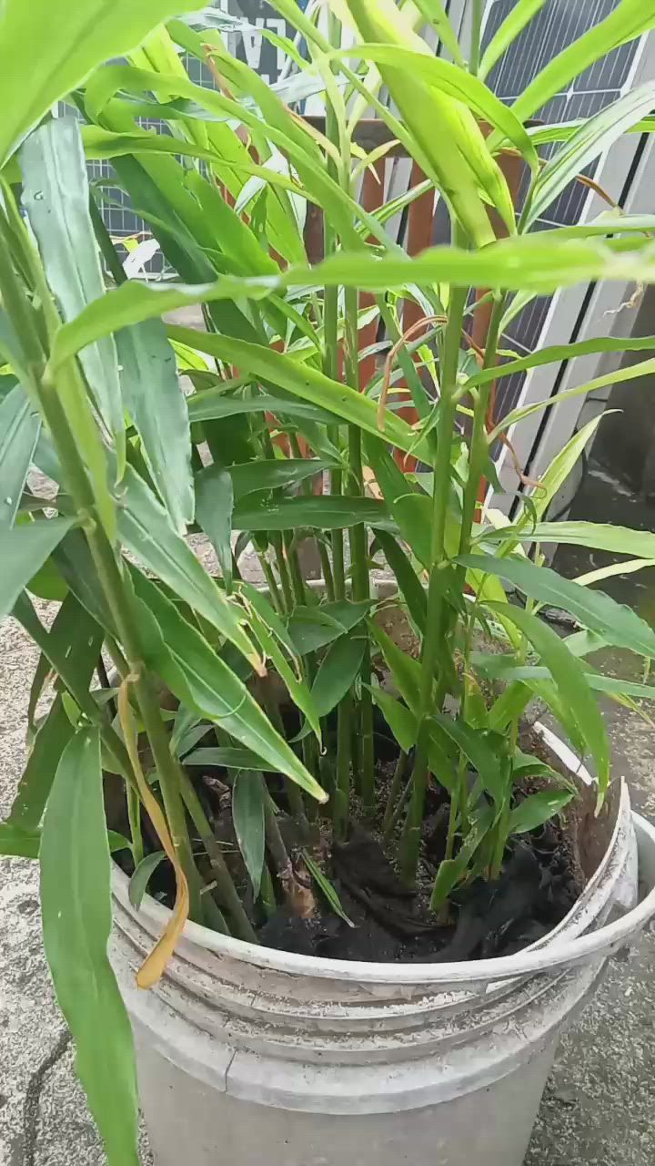 Zachariah Inyang's post on Goodwall - 🌿 Simple & Clean “Growing ginger ...